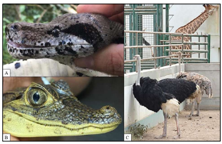 Fauna silvestre: A) Boa constrictor L., 1758, Bahía de
Panamá; B) Caiman crocodilus
L., 1758, Lago Gatún, Panamá; C) Struthio camelus L., 1758, Parque de Las Leyendas, Perú.