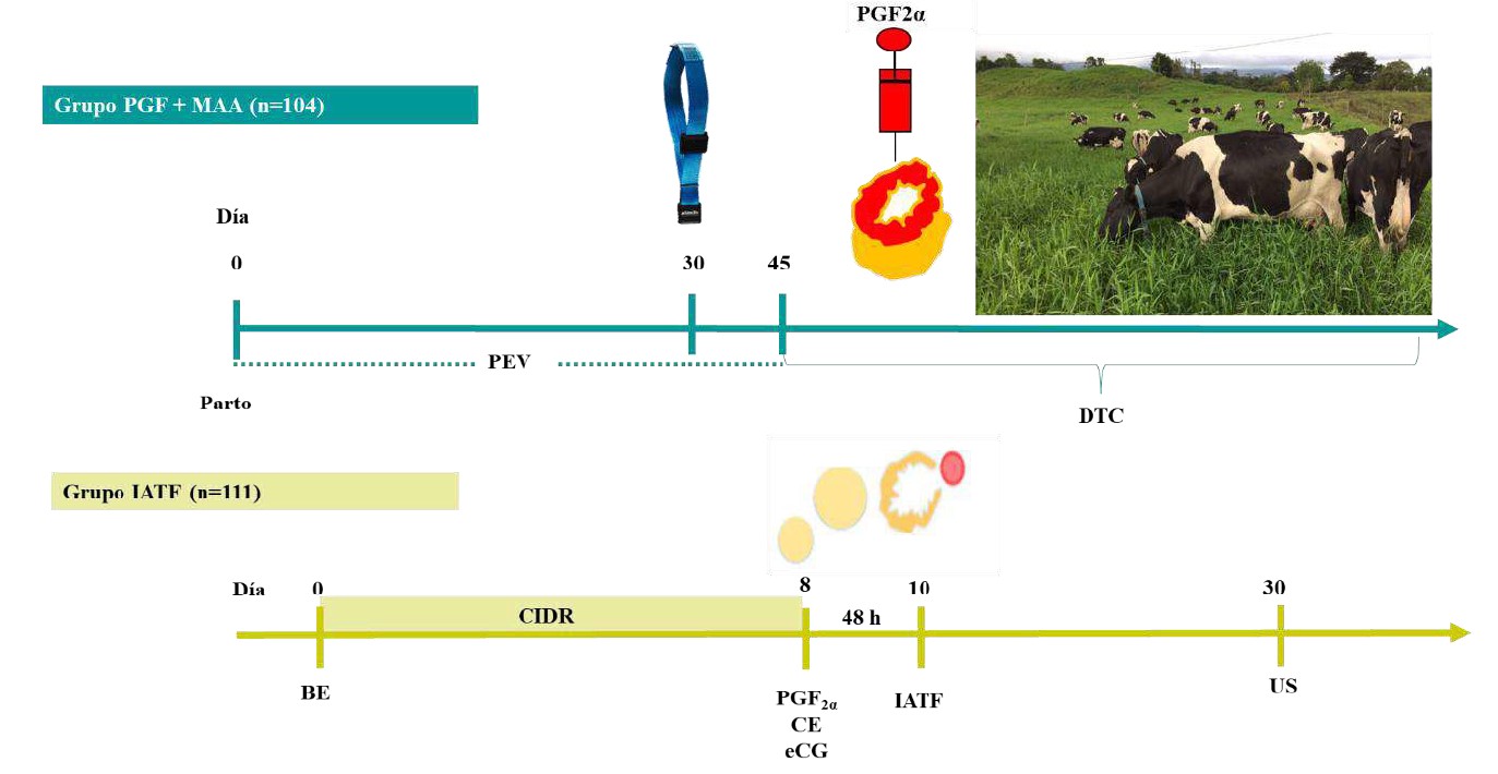 Detección de estro asociado a la
aplicación de PGF2α utilizando monitores automáticos de actividad
(Silent Herdsman, Afimilk) para la detección de estro (A) y un protocolo de
sincronización de estro empelando dispositivos intravaginales de progesterona (CIDR) y estradiol para posterior IATF. 

*Periodo de espera voluntario (PVE), Detección de estro (DTC), benzoato de estradiol (BE), Gonadotropina coriónica equina (eCG), cipionato de estradiol (CE), Prostaglandina (PGF2α), inseminación artificial a tiempo fijo (IATF).