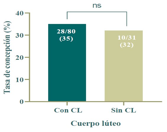 Tasa de concepción en vacas Holstein en lactancia que recibieron un protocolo de sincronización de estro con base a E2 y P4 para la IATF en función del
estado ovárico (n = 111).