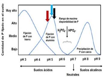 Fijación de los fosfatos en función del pH.