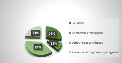 Estado
fitosanitario de árboles Centro Regional Universitario de Colón