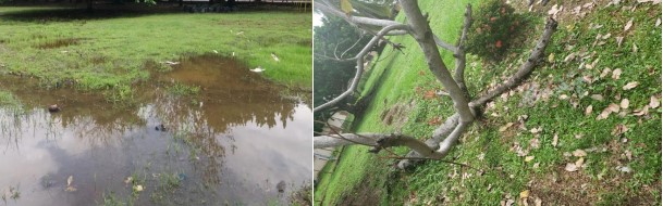 Suelos inundados por problemas de drenaje, supone producto de la baja
atención de las áreas verdes