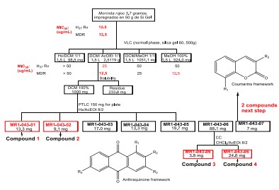 Antraquinonas de Morinda rojoc raíz
con actividad anti-tuberculosis