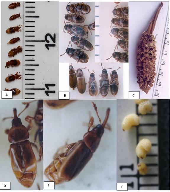 Polinizadores de zamias de la provincia de Colón y área canalera de la
provincia de Panamá: 

A. Gorgojos de Notorhopalotria
panamensis y escarabajos de Pharaxonotha
confusa, sacados de cono polínico de Z.elegtantissima
cerca de Portobelo, Colón B. Pharaxonotha
confusa de cono polínico de Z.stevensonii
del área canalera. C. Cono polínico viejo de Z.stevensonii con agujeros de salida y larvas de N.panamensis –D-E. Macho (izquierda) y
hembra (derecha) del gorgojo de N.
panamensis en conos polínicos de Z.stevensonii
del área canalera. F. Larvas de N.panamensis
sacadas de su cápsula de latencia en C.