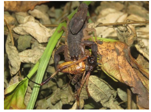 Centruroides
granosus hembra y opilión Cosmetidae comiendo abdomen de Nephila clavipes hembra, Trinidad de Las Minas, Capira, Panamá