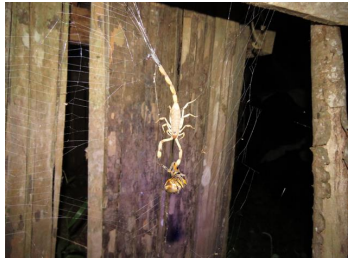 Centruroides
limbatus macho sujeta las patas de Eriophora
fuliginea hembra, mientras su cola está enredada en la red de la araña;
Loma Azul, Bocas del Toro, Panamá 

 