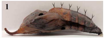 Pupa de Historis
odius que fue parasitada por Brachymeria
annulata. Longitud de la pupa 55.0 mm