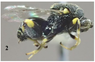 Brachymeria
annulata que eclosionó de la pupa de Historis
odius. Longitud de la avispa 5.0 mm