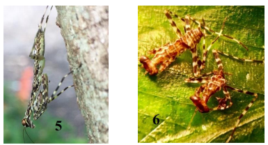 Liturgusa
sp.
5. Adulto, 6. Ninfas que eclosionaron de la ooteca no parasitada