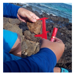 Fig. 3 Medición del largo total de los
organismos S. peruvianus  
colectados 

 