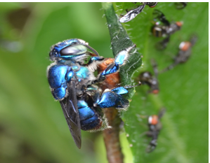 Euglossa sp