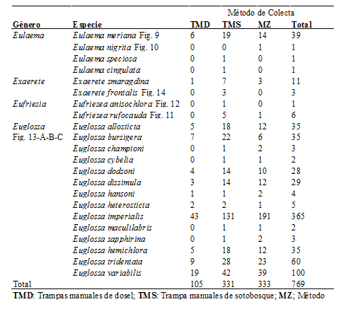 Diversidad de género y especies de la Tribu Euglossini y métodos de colectas
durante el periodo de muestreo.