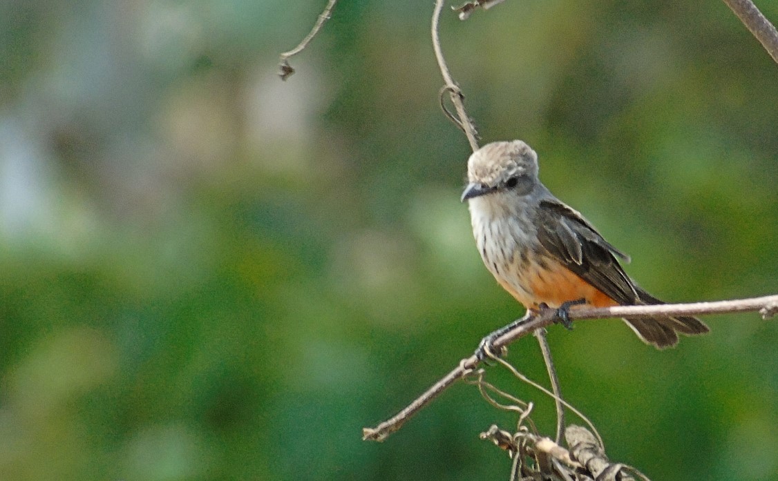 Individuo
hembra del mosquero bermellón Pyrocephalus rubinus obsérvese las rayas oscuras que se extienden hasta el vientre y poco a nada de
rosado en la parte baja del vientre