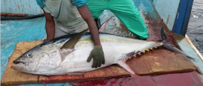 Atún aleta amarilla
pescado con palangre en el Pacífico panameño