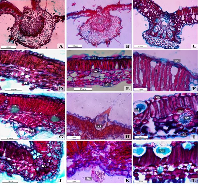 Secciones transversales de la lámina foliar
de Varronia bullata (A, D, G, J), Varronia linnaei (B, E, H, K) y Varronia inermis (C, F, I, L). es = Epidermis adaxial, ei =
Epidermis abaxial, ac = Arena cristalina, st = Estoma, ci = Cistolito, hv = Haz
vascular, vp = Células de la vaina de haz, tg = Tricoma glandular