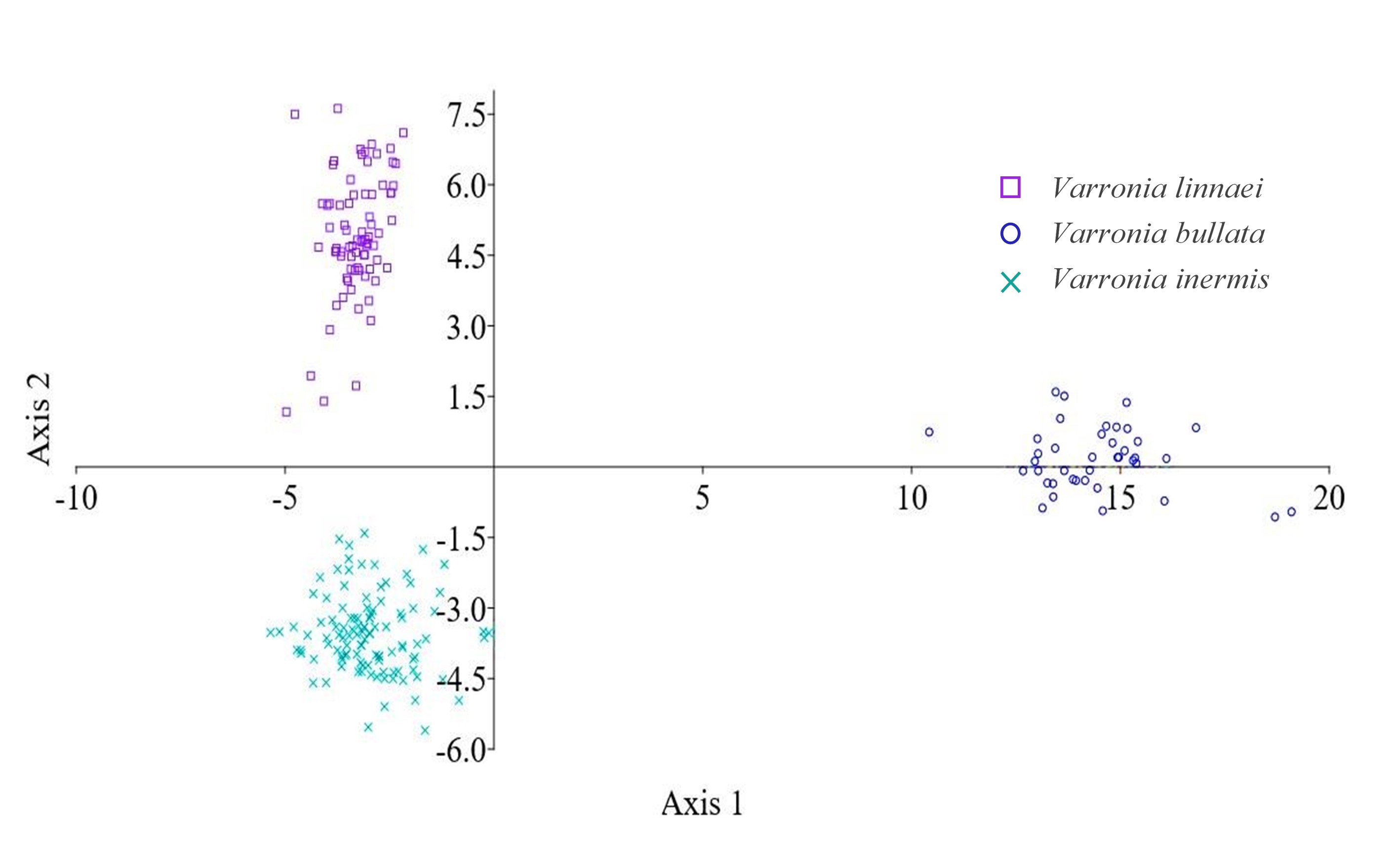 Gráfico de dispersión. Representación de la
separación de las especies de Varronia. utilizando las funciones
discriminantes