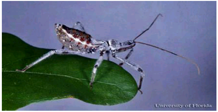 Hábito de la ninfa de A. cristatus. Fuente: Mead, 2017. Foto: Lyle J. Buss,
Universidad of Florida.