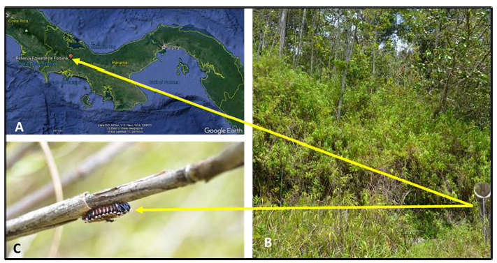 Área de
estudio: A) Ubicación geográfica de la RFF. B) Vegetación donde se encontró
huevos de A. gallus.
C) Huevos de A. gallus,
adheridos a S. spontaneum y siendo parasitados.