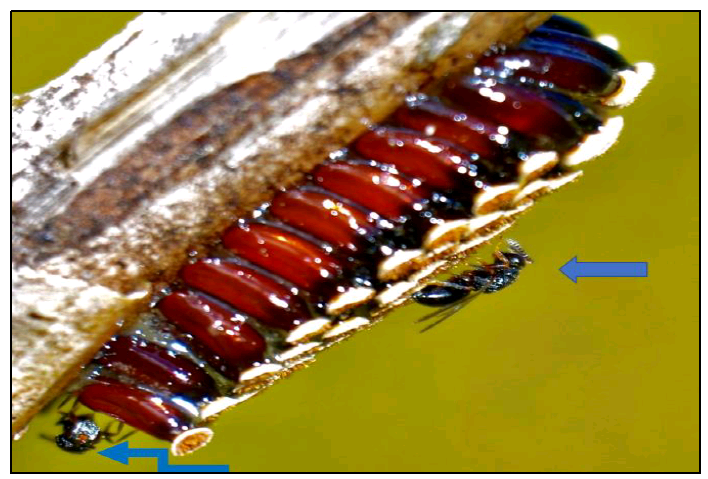 Huevos de A. gallus sobre S. spontaneum y dos avispas hembra de N. albipes parasitando en condiciones
naturales de campo. En el laboratorio, se recuperaron dos avispas parasitoides emergidas de dos huevos de A. gallus; las cuales correspondieron a la especie Neorileya albipes Girault, 1913 (Hymenoptera: Eurytomidae); después
de 38 días de la colecta u oviposición del parasitoide. De los otros 123
huevos, no se obtuvo ni eclosión de ninfas ni emergencia de parasitoides.