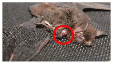 Individuo de Eptesicus furinalis. Heridas provocadas por la mordida de Phyllostomus discolor. Círculo rojo= zona de
penetración de colmillo. 



 