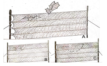 Dibujo interpretativo del evento. A: Individuo de Eptesicus furinalis atrapado en la red, llegada en vuelo de Phyllostomus discolor; B: Ataque sobre E. furinalis
por P. discolor, mordida entre el ala y el hombro; C: Intento de depredación fallido,
P. discolor intenta retirarse y queda atrapado en la red. Autor: María Morales.