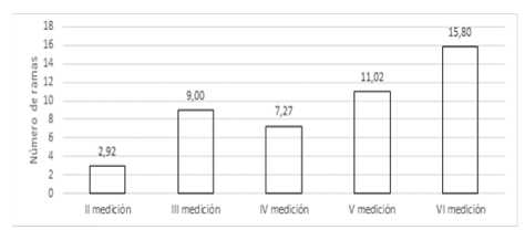 Número de ramas de árboles de mangle por período de medición
