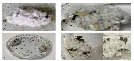 Proceso
de parasitismo de H. mozina. A. Larva
de H. muzina parasitada, cubierta por las pupas de Cotesia congregata. B. Eclosión de las pupas de C. congregata. C. Larvas de moscas Tachinidae en el dorso de
la larva de H. muzina y pupas de C. congregata. D. Adultos hembra y macho de moscas Tachinidos en copula sobre larva H. muzina y pupas de C. congregata.