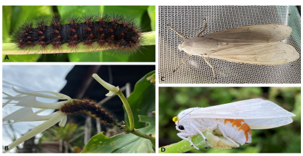 A. Vista dorsal-lateral de
Larva de H. muzina, posada sobre raquis de Philodendron pertusum. B. Vista dorsal de Larva de H. 



  



 

 

 

muzina, herborizando la flor de Brassavola nodosa. C. Vista dorsal del adulto de H. muzina recién
eclosionada de la pupa. D. Adulto de H. muzina con una gota de sustancia defensiva en la parte dorsal del tórax. En el Cuadro Nº. 1 se enuncian las once especies de plantas hospederas que utilizó H. muzina, lo que indica y comprueba la conducta alimenticia generalizadas de los estadios larvales sobre sus plantas hospederas. 

 