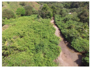 Imagen del manglar de Pixvae, obsérvese la trocha
a través del sistema. Foto CCIMBIO diciembre de 2