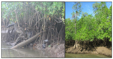 Áreas del manglar de Pixvae con presencia de R. mangle (mangle rojo) a la izquierda y P.
rhizophorae (piñuelo) a la derecha, en ambos casos, bordeando el canal. Obsérvese la diferencia del sustrato, de apariencia  más  consolidado  el  caso  del  mangle  piñuelo.