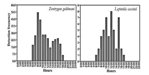 Circadian activity of wild doves
at Chucantí Private Natural Reserve, Darien, Panama.