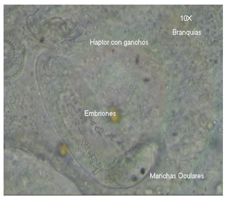  Cichlidogyrus sp. observado en preparado en fresco de branquias. 



 