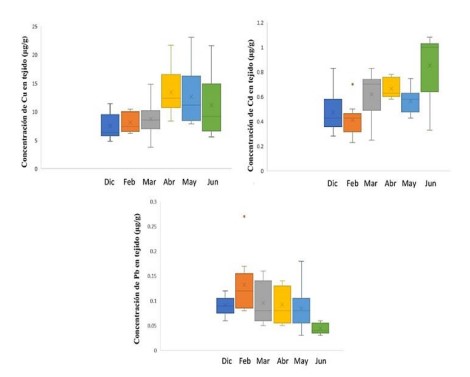 Concentración de cobre (Cu), cadmio (Cd) y
plomo (Pb) en tejido blando de L. asperrima durante los meses de muestreo. 

 