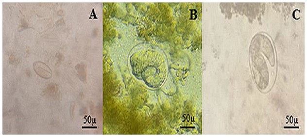 Parásitos
gastrointestinales observados en monos aulladores de Panamá. A) Huevo larvado de Enterobius sp.; B) Strongyloides sp. C) Huevo larvado de Strongyloide sp.