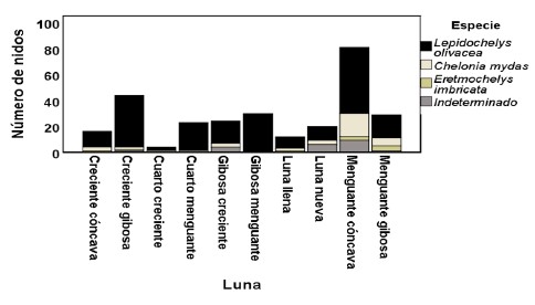 Número de nidos puestos durante las diferentes fases lunares