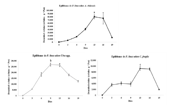 Densidades celulares de P. lima epifitando a A. chilensis, C. fragile y Ulva spp., dentro del mesocosmos bajo condiciones
controladas de laboratorio. Las letras diferentes indican diferencias entre las m&aacute;ximas densidades celulares sobre las otras macroalgas (p < 0,05)