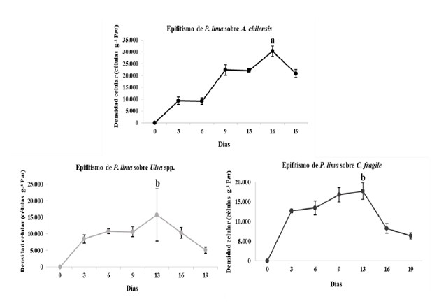 Densidades celulares de P. lima epifitando a A. chilensis, C. fragile y Ulva spp., dentro del mesocosmos en
ambiente natural. Las letras diferentes indican diferencias entre las m&aacute;ximas
densidades sobre las otras macroalgas
(p < 0,05).