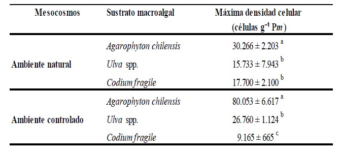M&aacute;ximas densidades celulares de P. lima [c&eacute;lulas g-1 Pm (peso h&uacute;medo)] epifitando a

A. chilensis, C. fragile y Ulva spp., dentro del mesocosmos bajo condiciones naturales (temporada estival) y condicionales controladas de laboratorio. Las
letras diferentes indican diferencias entre las m&aacute;ximas densidades celulares sobre las otras macroalgas (p < 0,05)