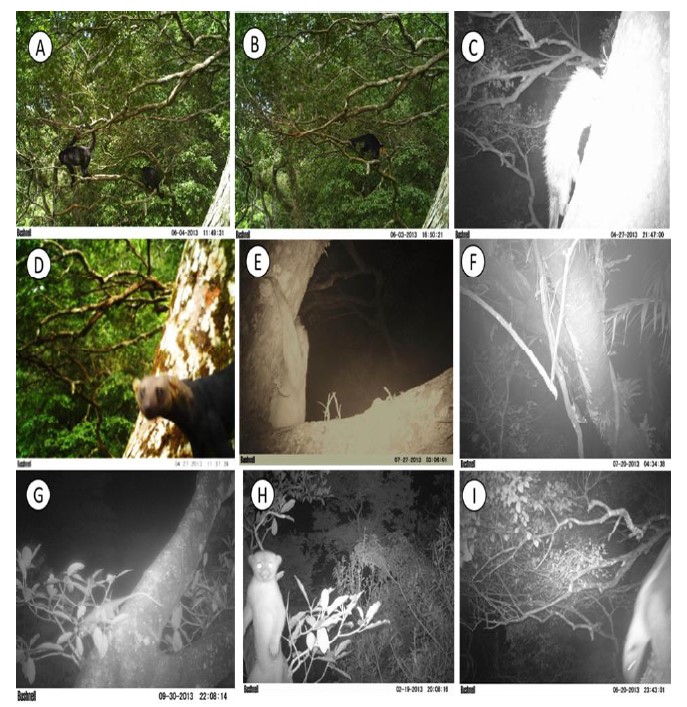Mamíferos de dosel detectados por Sistema de Cámaras
Orión en la Reserva Natural Privada
Cerro Chucantí, Darién, Panamá; A. Alouatta palliata aequatorialis, B. Cebus capucinus, C. Coendou quichua D.
Eira barbara, E. Choloepus hoffmanni F. Tylomys panamensis G. Caluromys derbianus, H. Potus flavus, I. Tamandua mexicana.
