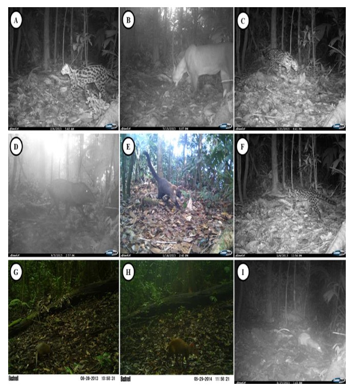 Mamíferos de sotobosque detectados por fototrampeo en la Reserva Natural Privada Cerro Chucantí, Darién, Panamá; A. Leopardus wiedii, B. Puma concolor, C. Leopardus pardalis D. Pecari tajacu, E. Nasua narica F. Leopardus tigrinus G. Dasypus novemcinctus, H. Dasyprocta punctata, I. Didelphis marsupialis.