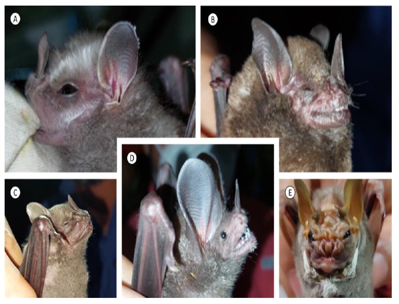 Algunos de los mamíferos voladores capturados en
redes de niebla en la Reserva Natural
Privada Cerro Chucantí, Darién, Panamá; A. Vampyrodes caraccioli, B. Carollia perspicillata, C. Artibeus jamaicensis D. Trachops cirrhosus, E. Centurio senex.