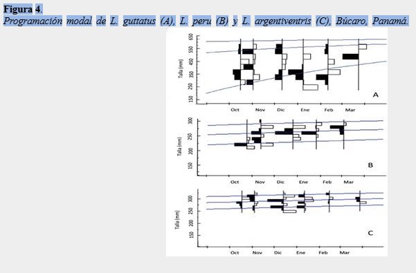 Programación modal de L. guttatus (A), L. peru (B) y L. argentiventris (C), Búcaro, Panamá.