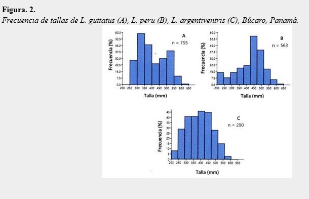 Frecuencia de
tallas de L. guttatus (A), L. peru (B), L. argentiventris (C), Búcaro, Panamá.