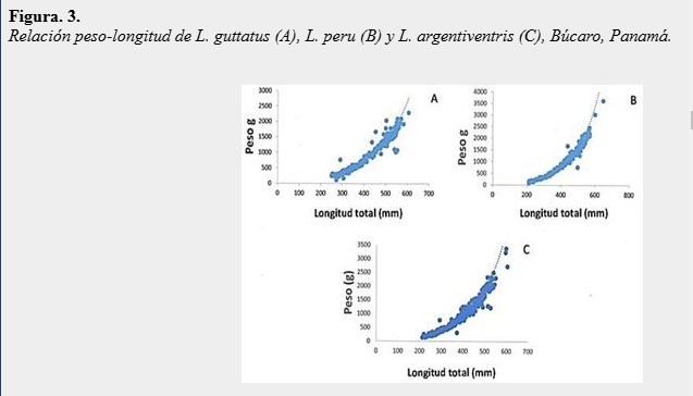 Relación peso-longitud de L. guttatus (A), L. peru
(B) y L. argentiventris (C), Búcaro, Panamá.