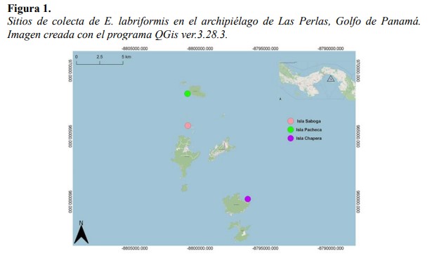 Sitios de colecta de E. labriformis en el
archipiélago de Las Perlas, Golfo de Panamá. Imagen creada con el programa QGis
ver.3.28.3.