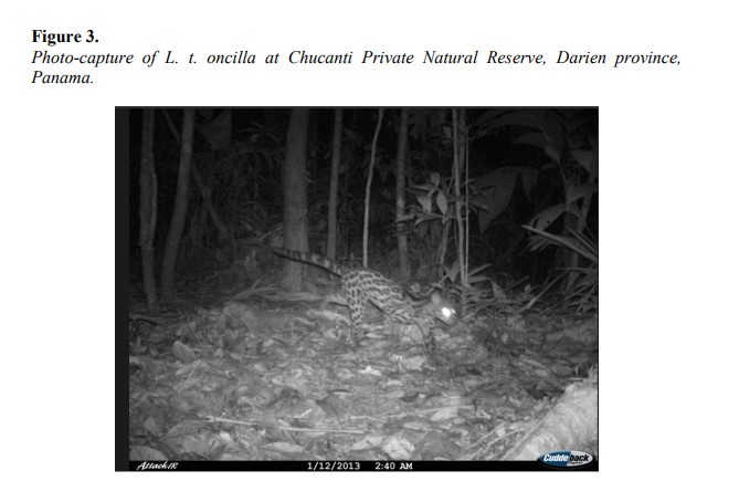 Photo-capture of L. t. oncilla at Chucanti Private Natural Reserve, Darien province, Panama.