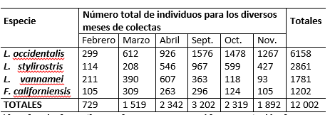 N&uacute;mero total de individuos de cada especie (L.
occidentalis, L. stylirostris, L. vannamei, F. californiensis) para cada
mes de colecta.