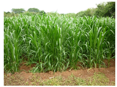 

Figura 1. Pasto de
corte (Pennisetum
purpureum CT-22) 

 