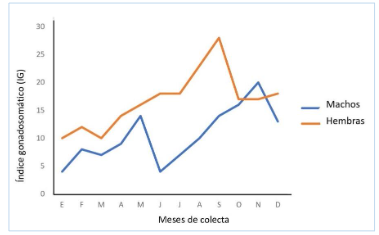 Figura 4.
Variación del índice gonadosomático (IG) en hembras y machos de Ctenoides
scaber durante los meses de muestreo