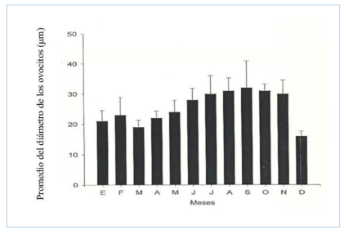 Figura 5.
Variación mensual del diámetro de los ovocitos de Ctenoides scaber 

 